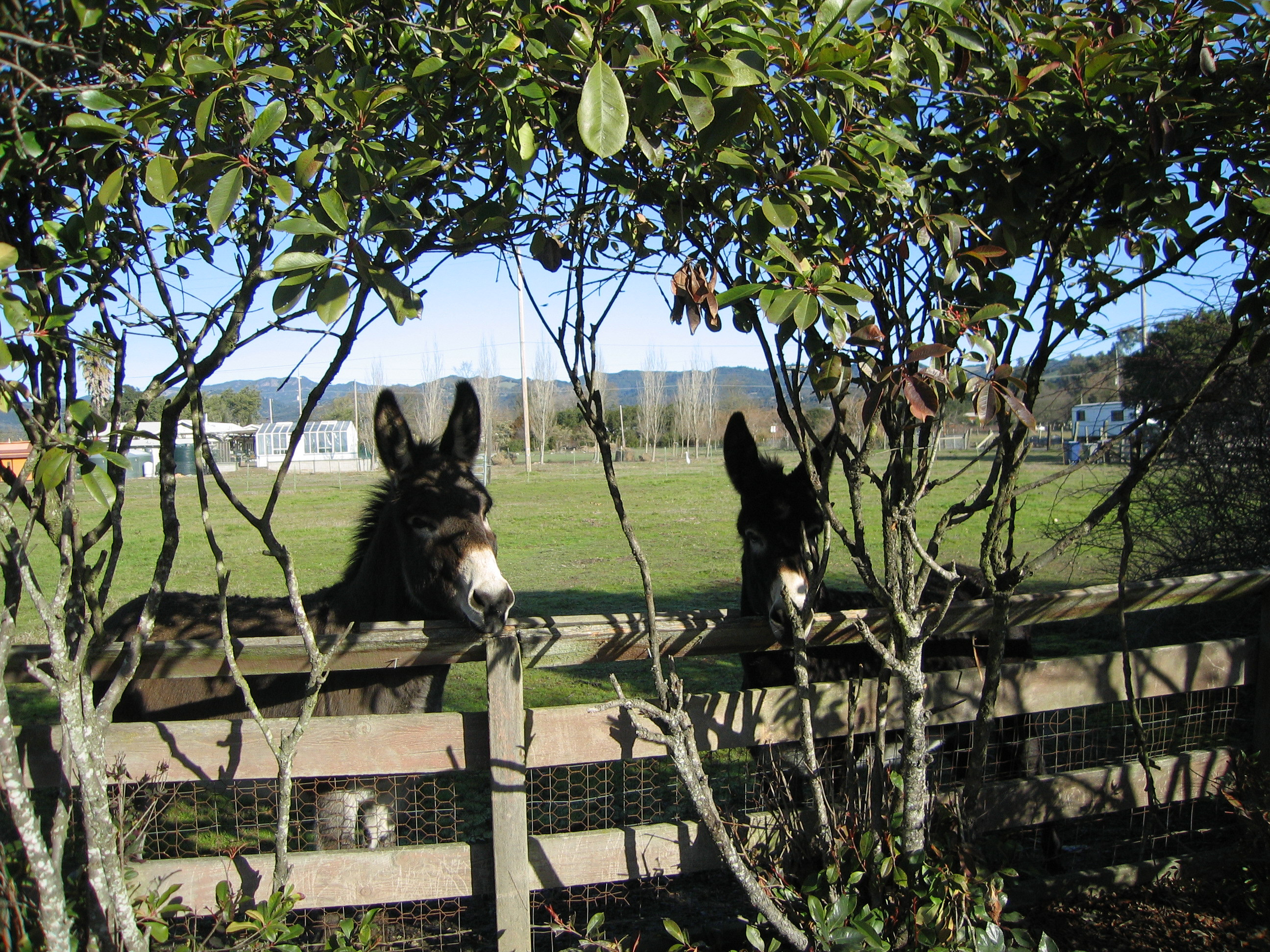 Sonoma Donkeys by Kelley Eling, Marin County Realtor