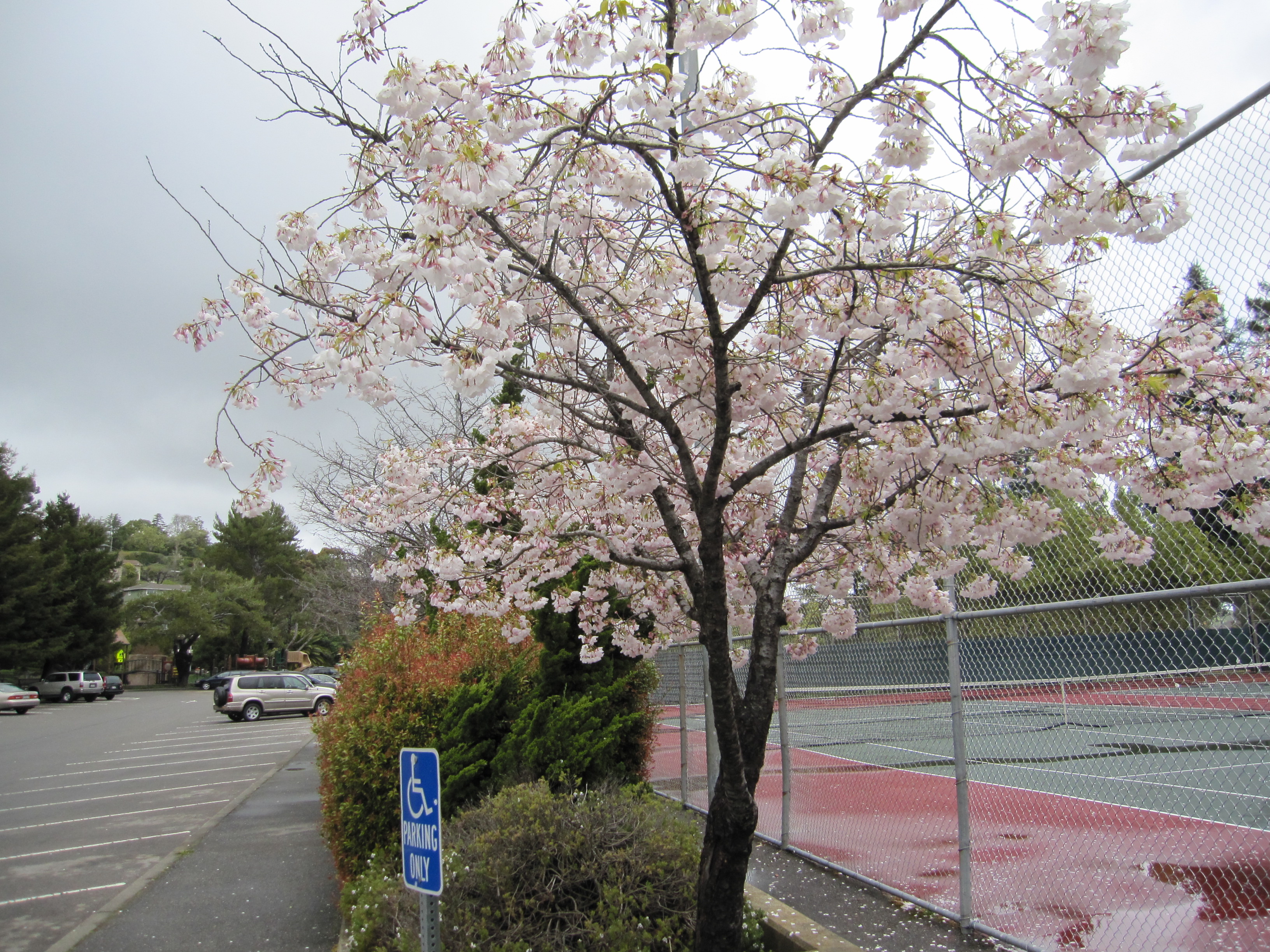 Spring Blossoms Near The Tennis Courts in Corte Madera Town Park by Kelley Eling, Marin County Realtor