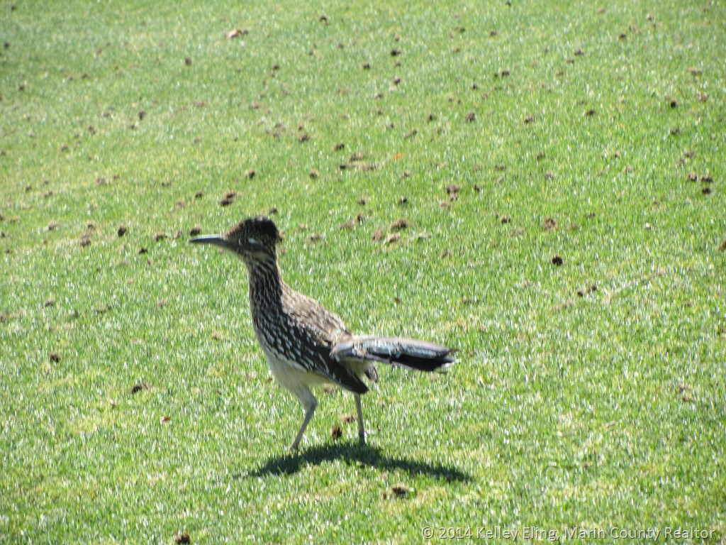 road-runner-on-the-golf-course-by-kelley-eling-realtor.jpg